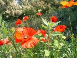Mohn