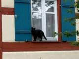 Katze am Fenster